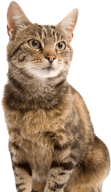 Cat - 2213 Arenero Con Borde De Colores Y Pala Para Su Gato (382x643), Png Download