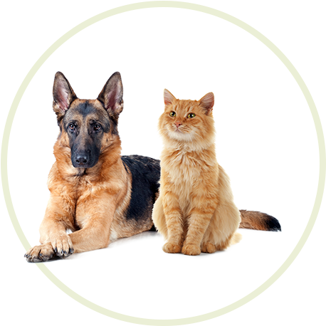 Our Animals Are The Ones Listed At Sanilac County Humane - German Shepherd Sniffer Dog (468x468), Png Download