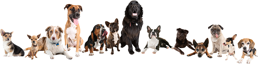 Masthead Of Dogs - Boston Terrier Training Guide. Boston Terrier Training (946x230), Png Download