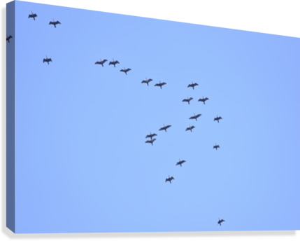 Flock Of Geese 2 Canvas Print - Flock (429x344), Png Download