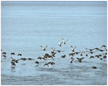 Flock Off Poster 20"x16" - Flock (500x500), Png Download