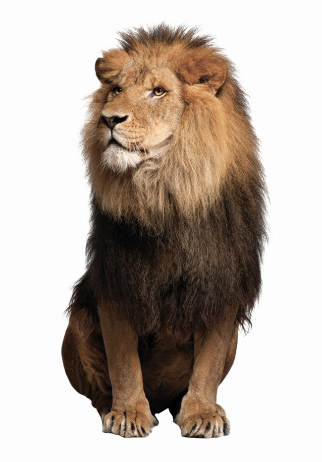 African Lion Png Pic - Lion Png (650x931), Png Download