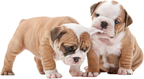 Two-dogs - Quokka King Puppies: Bulldog Sleeping Mask (474x261), Png Download