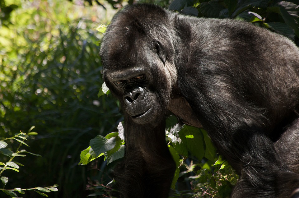 700 Species Face Cc Threat - Gorilla (1438x637), Png Download