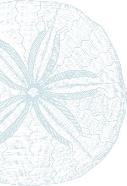 Sand Dollar - Kevin O'brien Studio Nauticals Sand (brown) Dollar (404x592), Png Download