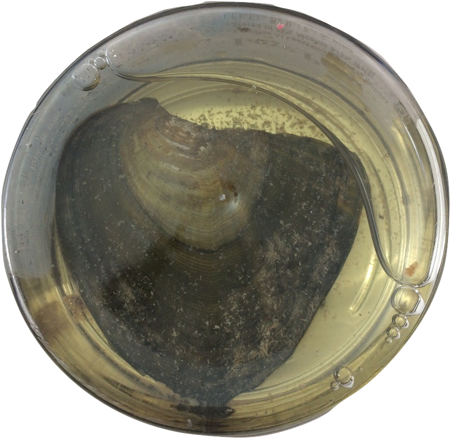 Sand Dollar Pearl (982x956), Png Download