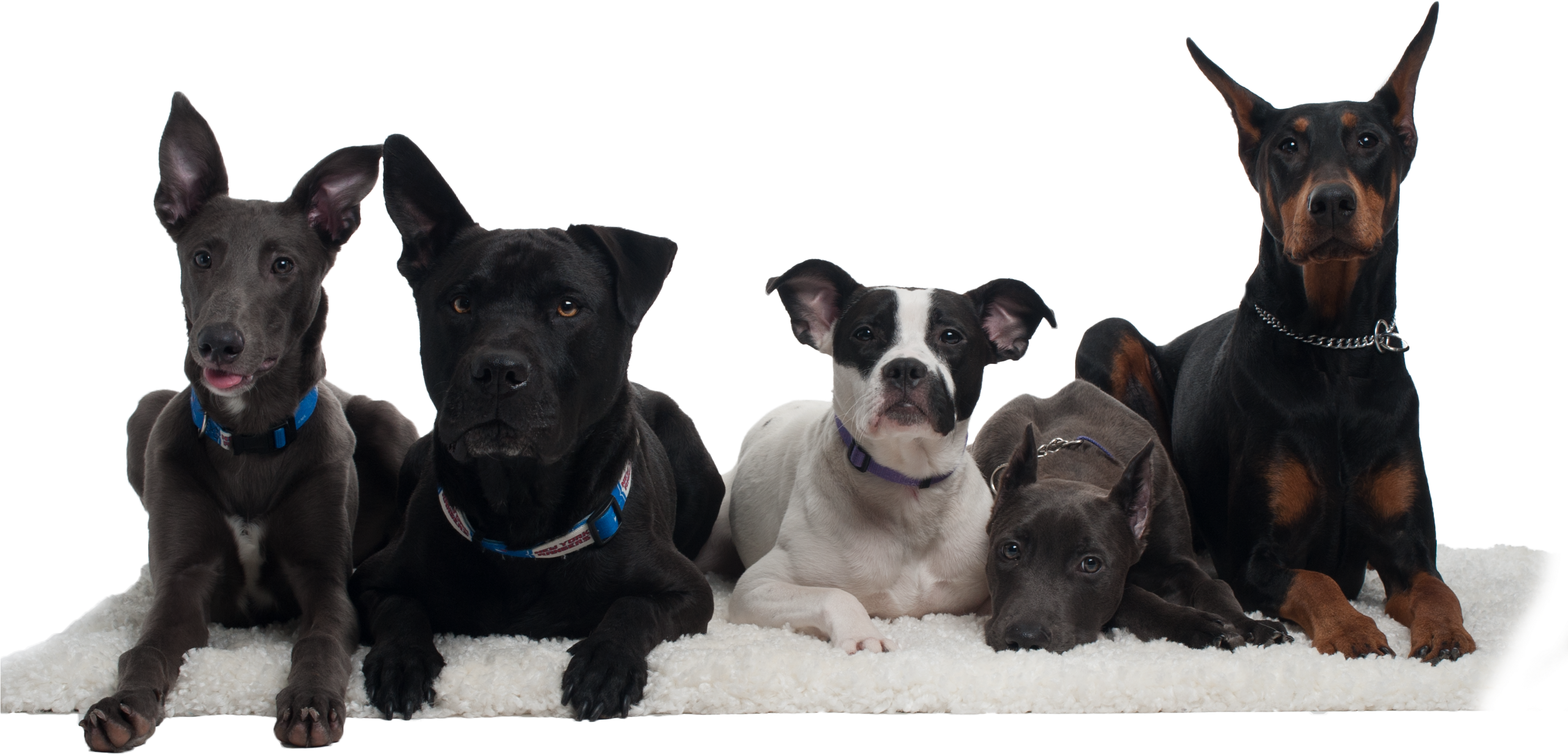 Dogs (3156x1998), Png Download