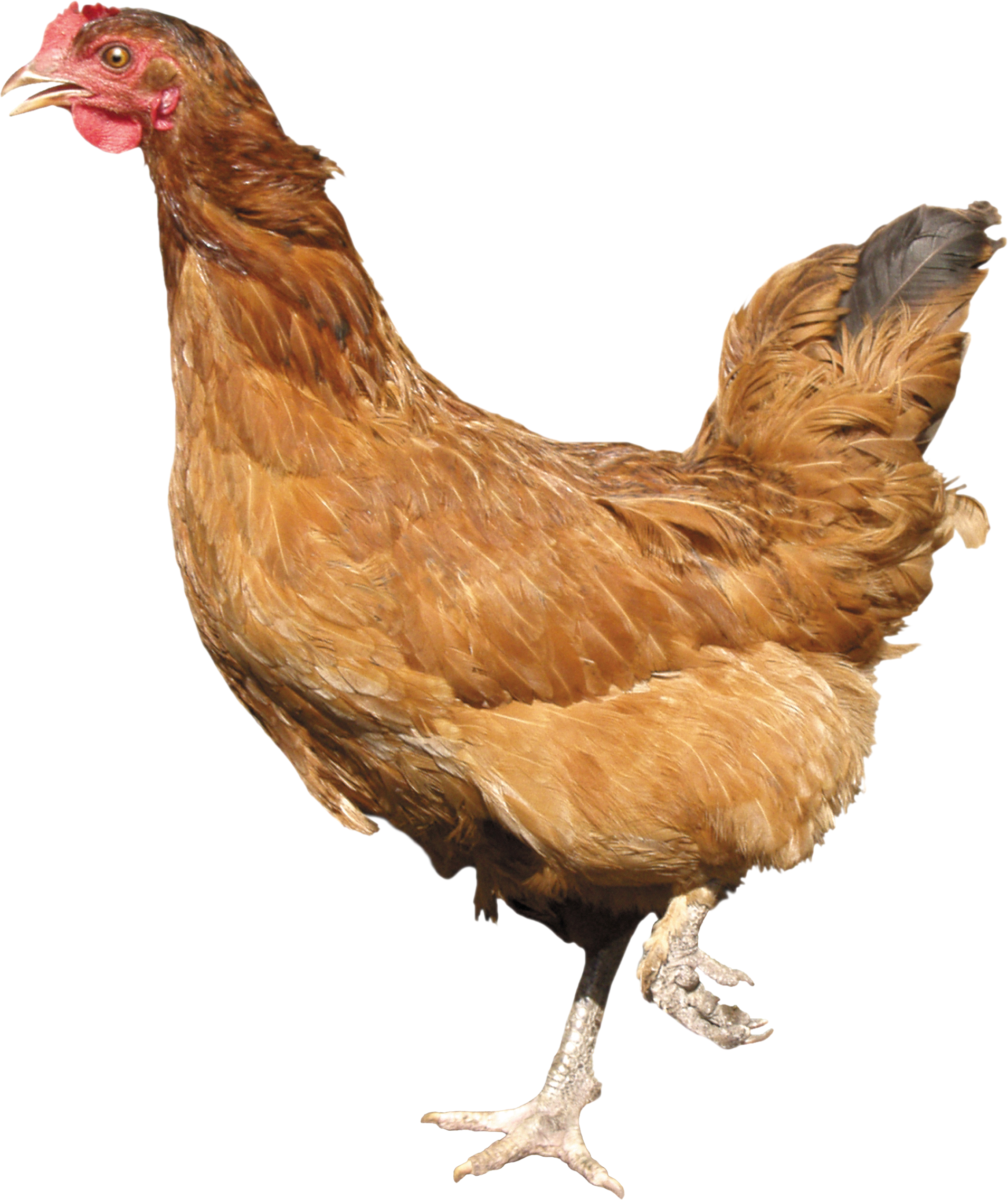 Chicken Png Image (1910x2272), Png Download