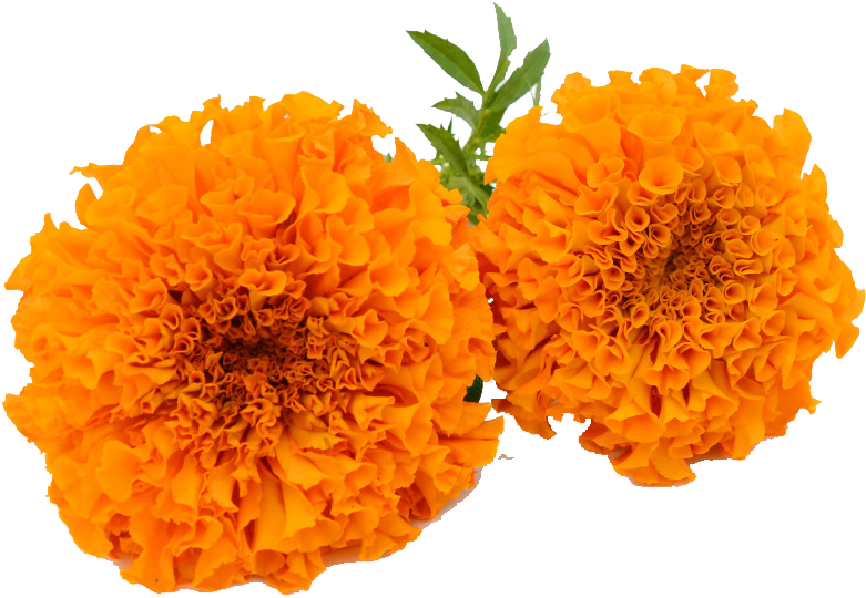 Marigold Garland Png - Marigold Flower Clipart Png (1024x699), Png Download