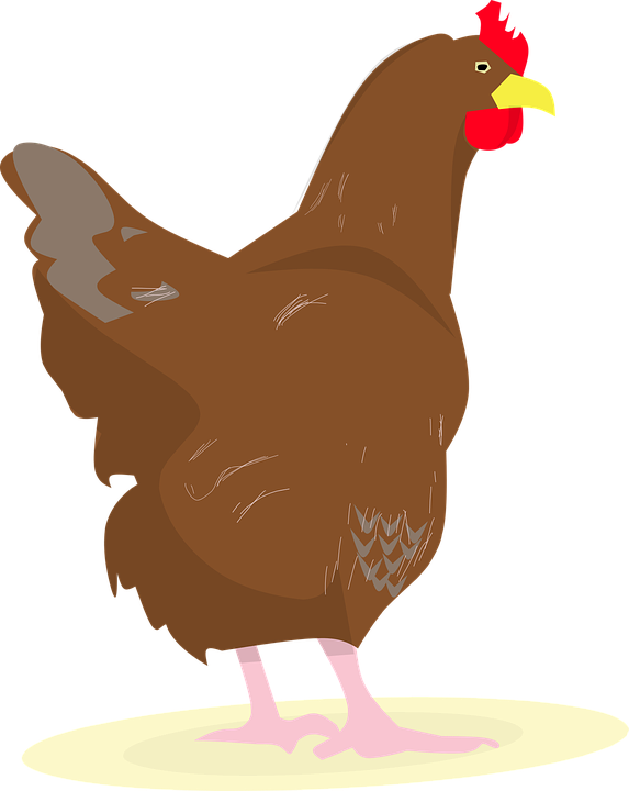 Chicken, Rooster, Eggs, Chick, White Hen, Hens Party - Chicken (573x720), Png Download