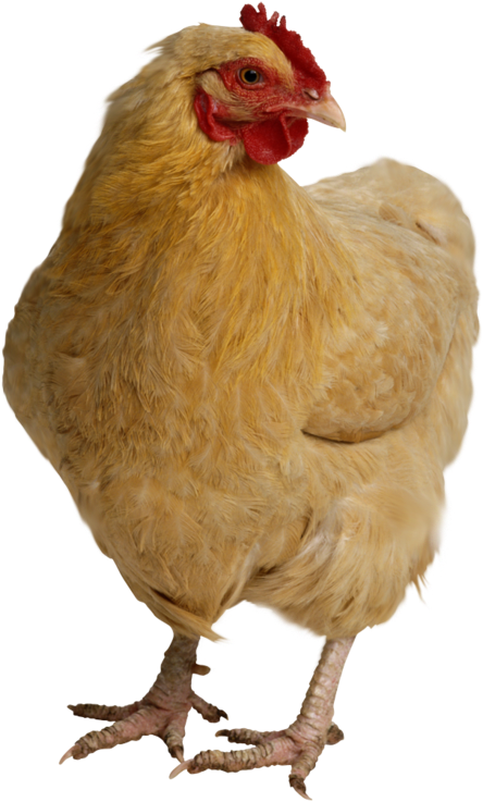 Hen Suki Scan 1 Vf Download Hen, Chicken Head - Chicken Head Transparent - HD Transparent