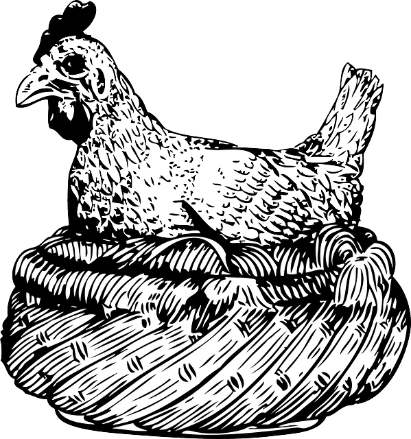 Drawing, Hen, Wings, Basket, Animal, Feathers - Old Clip Art (599x640), Png Download