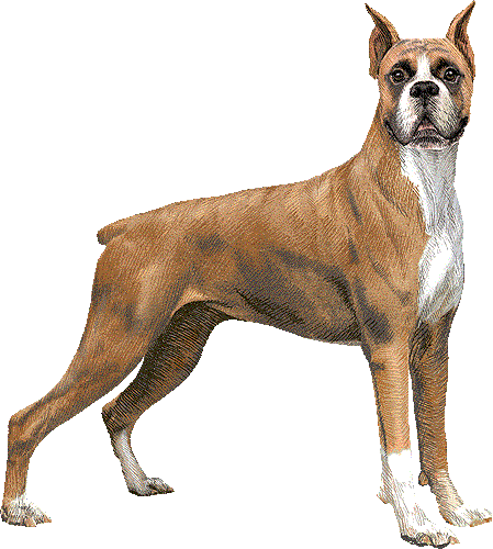 Love My Boxer Oval Sticker (449x500), Png Download
