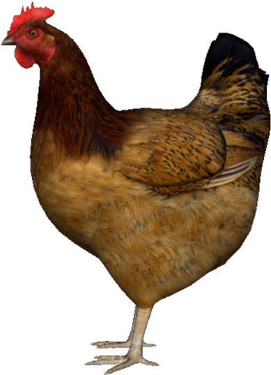 Hen - Chicken (420x569), Png Download
