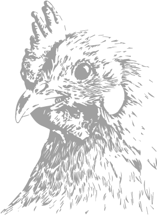 Hen - Chicken (504x627), Png Download