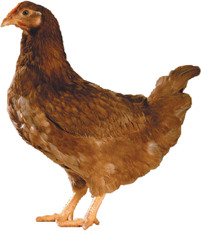Sa31a Breeder Hen - Poule Fond Blanc (500x626), Png Download