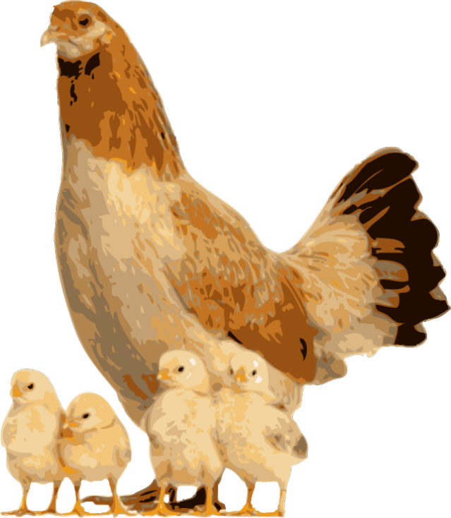 Hen Clipart Live Chicken - Animals And Their Youngs Frog (639x734), Png Download