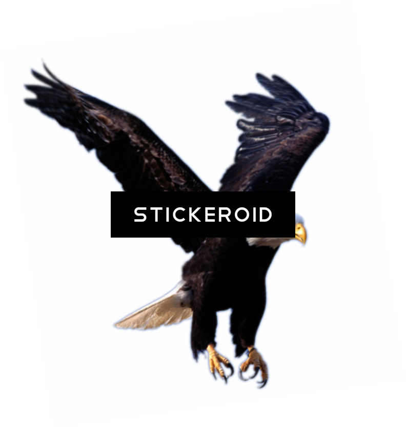 Eagle Animals - High On Eagles Wings (792x836), Png Download