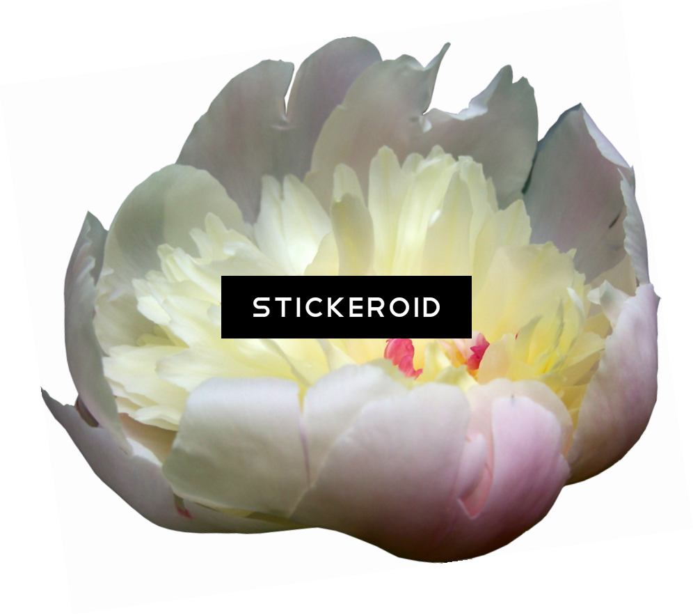 Peonies Flowers Peony - Tulip (996x883), Png Download