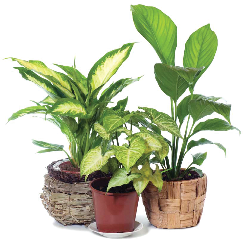 15 Copy (900x833), Png Download