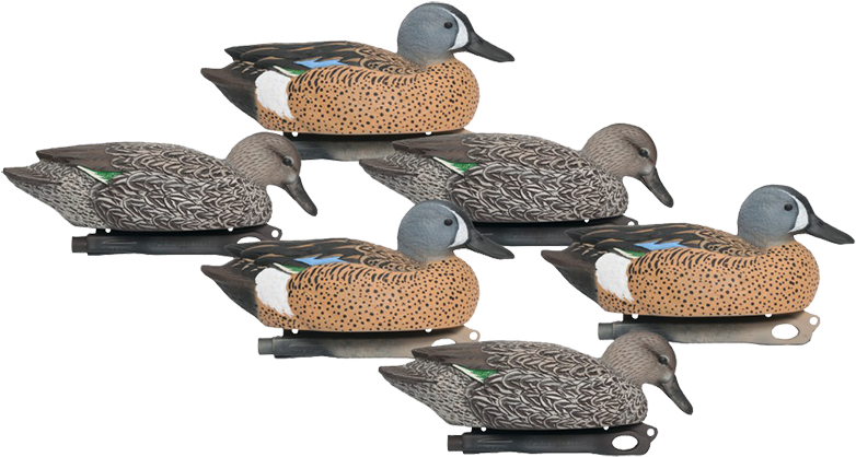 Scouting Waterfowl Hardcore Teal 6pk (800x533), Png Download
