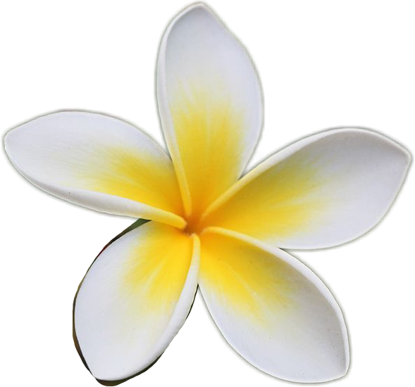 Frangipani (589x550), Png Download
