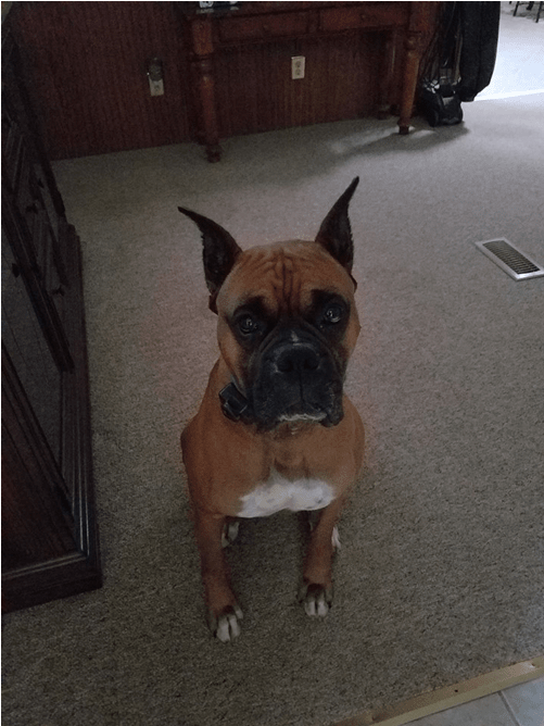 Diesel At Farmville Animal Hospital - Farmville (1000x667), Png Download