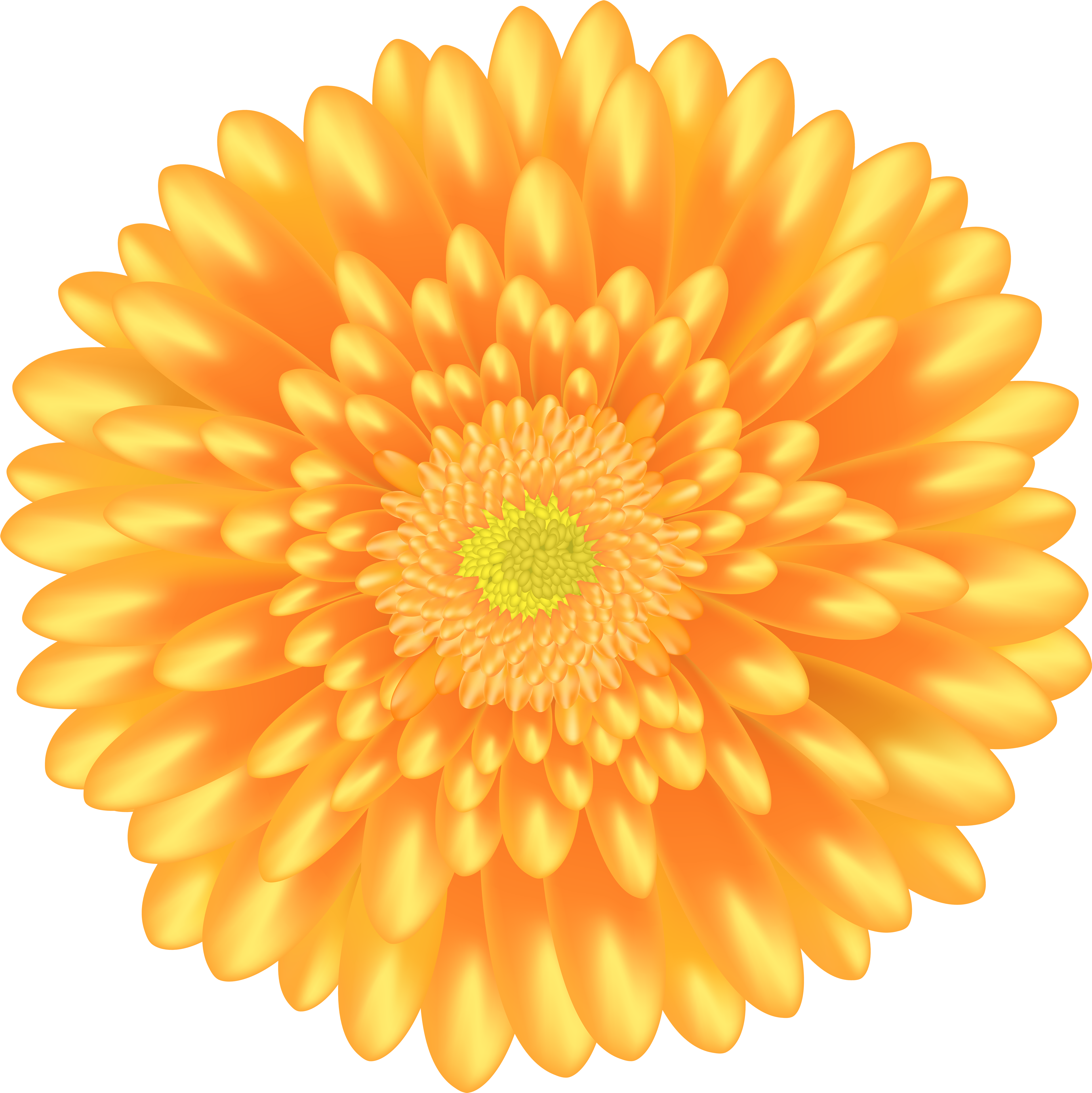 Orange Flower Png (4994x5000), Png Download