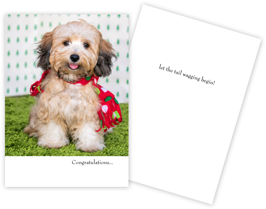 New Puppy Card Red Scarf - Companion Dog (1000x773), Png Download