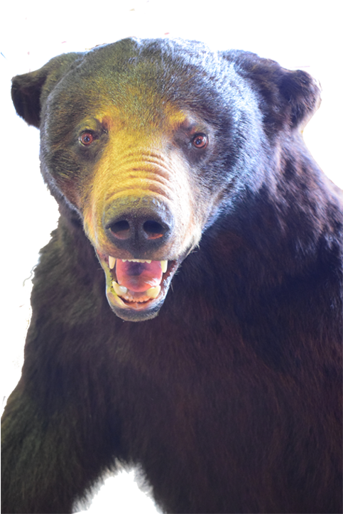 Black Bear Full Mount Bb01 - American Black Bear (1280x960), Png Download
