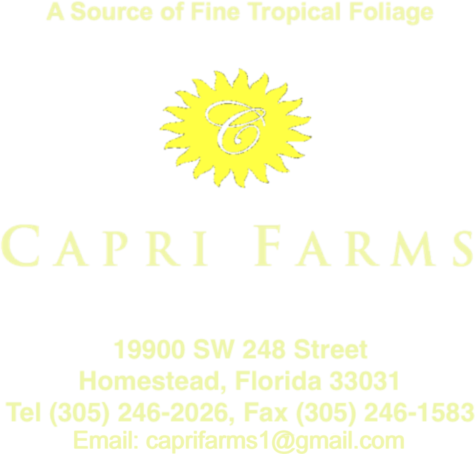 Premium Foliage Grower, Aglaonemas, Elite Aglaonemas, - Tropics (999x943), Png Download