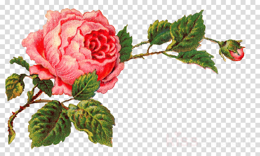 Vintage Rose Png Clipart Rose Clip Art - Transparent Background Transparent Vintage Floral (900x540), Png Download