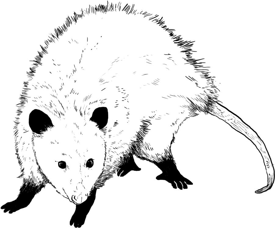 Possum (1000x1000), Png Download