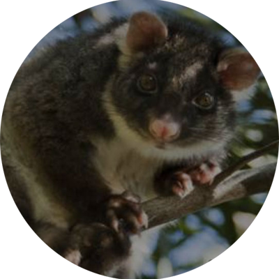 Possum - Opossum (400x400), Png Download