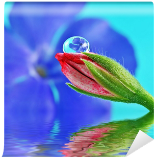 Geissorhiza (400x400), Png Download