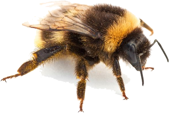 Flying Bee Png - Insects Transparent (736x563), Png Download