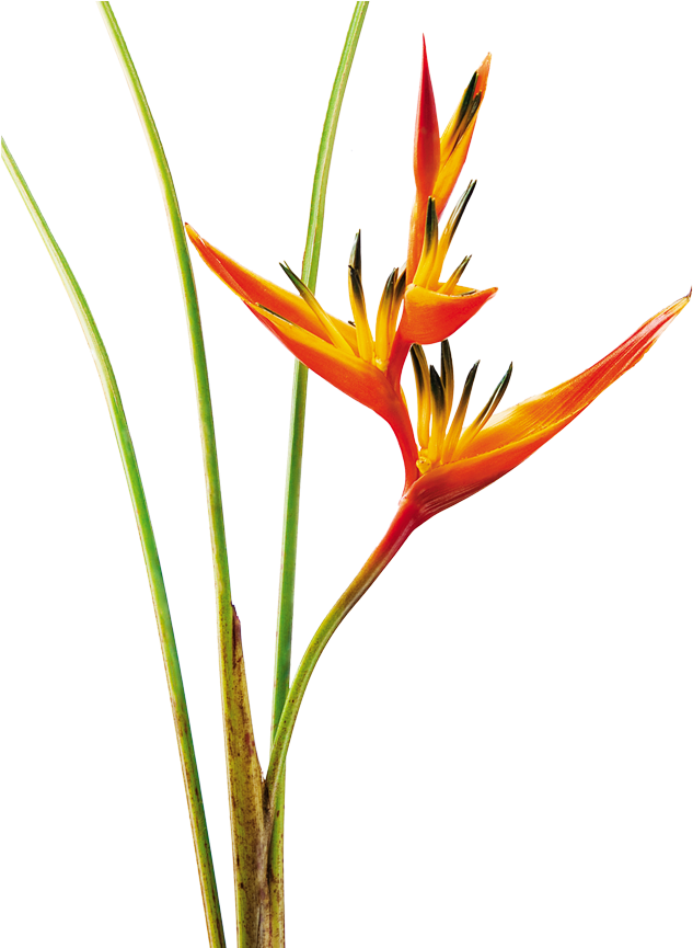 Heliconia Psittacorum Guyana Mosaic Glass, Graduation - Heliconia Psittacorum Dibujo (870x864), Png Download
