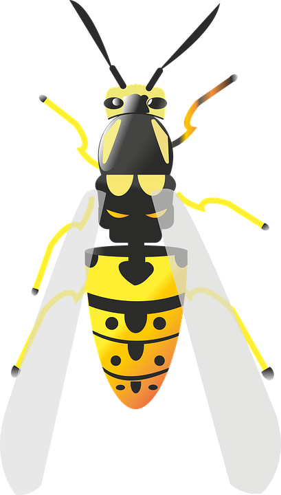 Bee, Babu, Insect, Nature, Macro, Flying Bee, Close - Les Transparence Des Insectes (409x720), Png Download