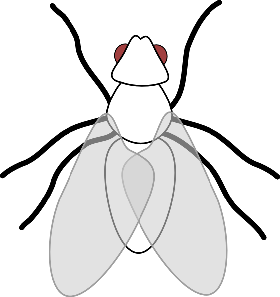 Fly Png Library Download Huge Freebie - Fly Clip Art (564x597), Png Download