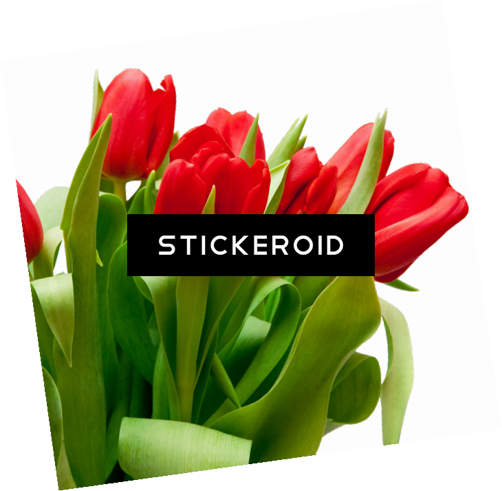 Bouquet Flowers Of - Poesías Para El Día De La Mujer (730x713), Png Download
