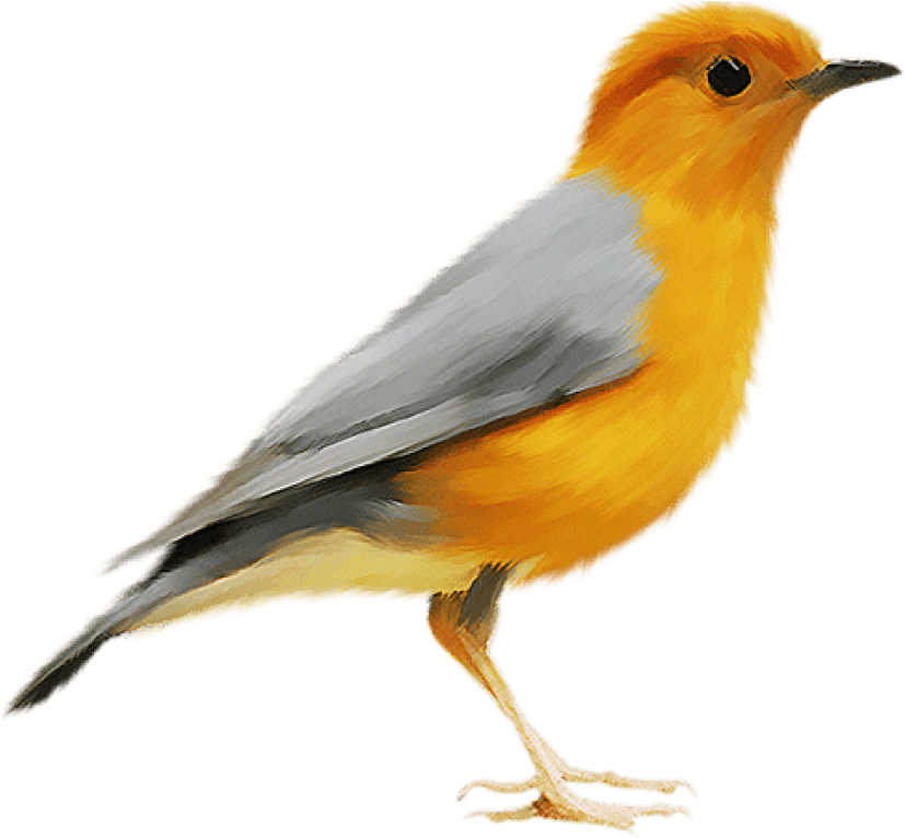 Free Png Images - Kanarya Kuşu Png (850x765), Png Download