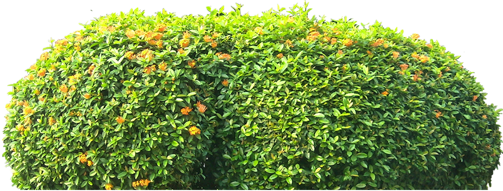 Ixora02l (1000x380), Png Download