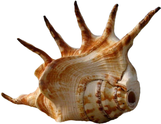 Seashell Shark Bay Beach The Shape Of - Shell Photography (600x600), Png Download
