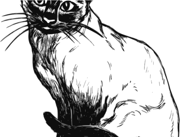 Siamese Cat Clipart Pretty Cat - Siamese Cat Clipart Black And White (640x480), Png Download