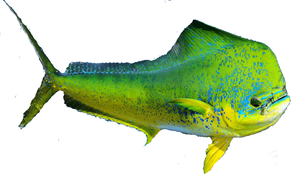 Homeawdesign2016 09 15t16 - Mahi Mahi No Background (1016x607), Png Download