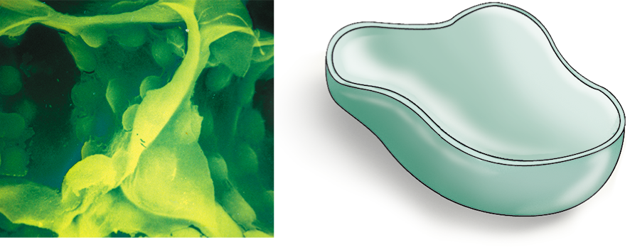 16 Central Vacuole - Science Source (886x355), Png Download