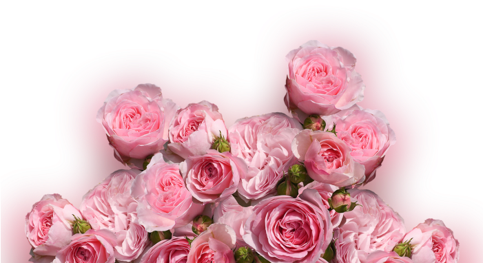 Color Palette Ideas From Flower Rose Garden Roses Image - Cafepress ! Samsung Galaxy S8 Plus Case (700x500), Png Download