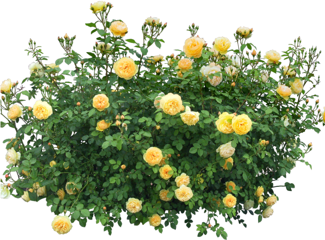 Rose Bush Clipart Rose Garden (640x480), Png Download