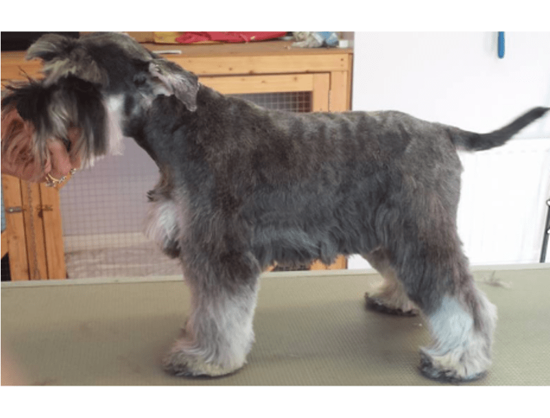 Schnauzer Png (800x800), Png Download