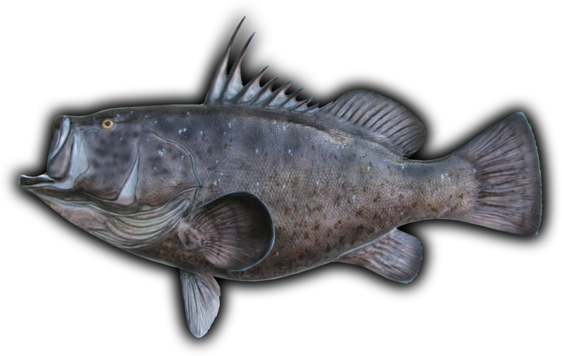 Cod (800x507), Png Download